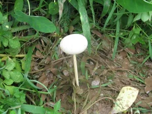 Ngày Tìm Mộ Thứ Nhất: Quán Bà Nhờ, Cô Bé Mặc Áo Xanh